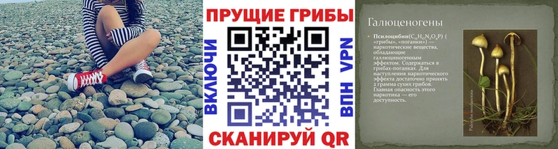 Псилоцибиновые грибы Psilocybe Лагань